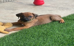 Rhodesian Ridgeback dogs for sale: Blaze - Image 2
