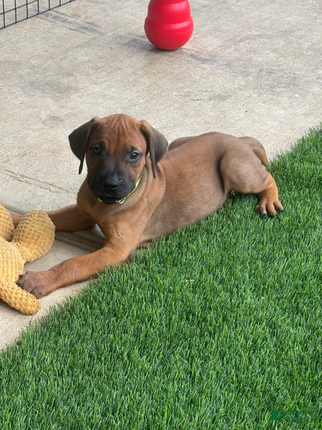 Rhodesian Ridgeback dogs for sale: Blaze - Image 2