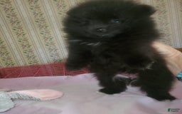 Pomeranian dogs for sale: Butterball - Image 10