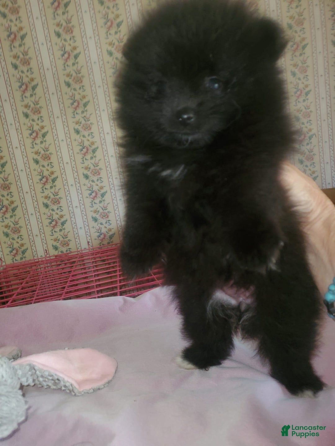 Pomeranian dogs for sale: Butterball - Image 10