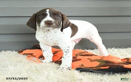 German Shorthaired Pointer dogs for sale: Anchor - Image 3