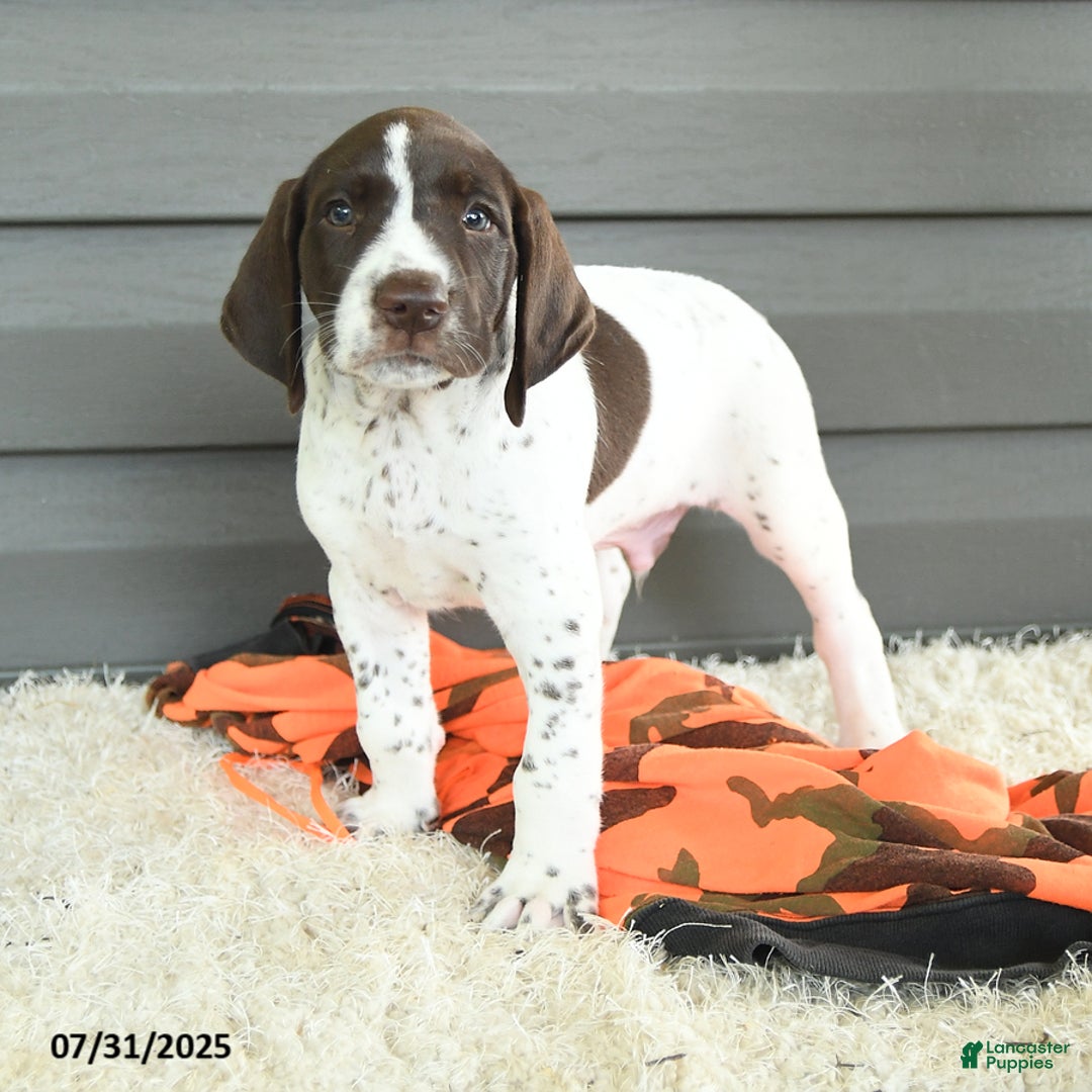 German Shorthaired Pointer dogs for sale: Anchor - Image 3
