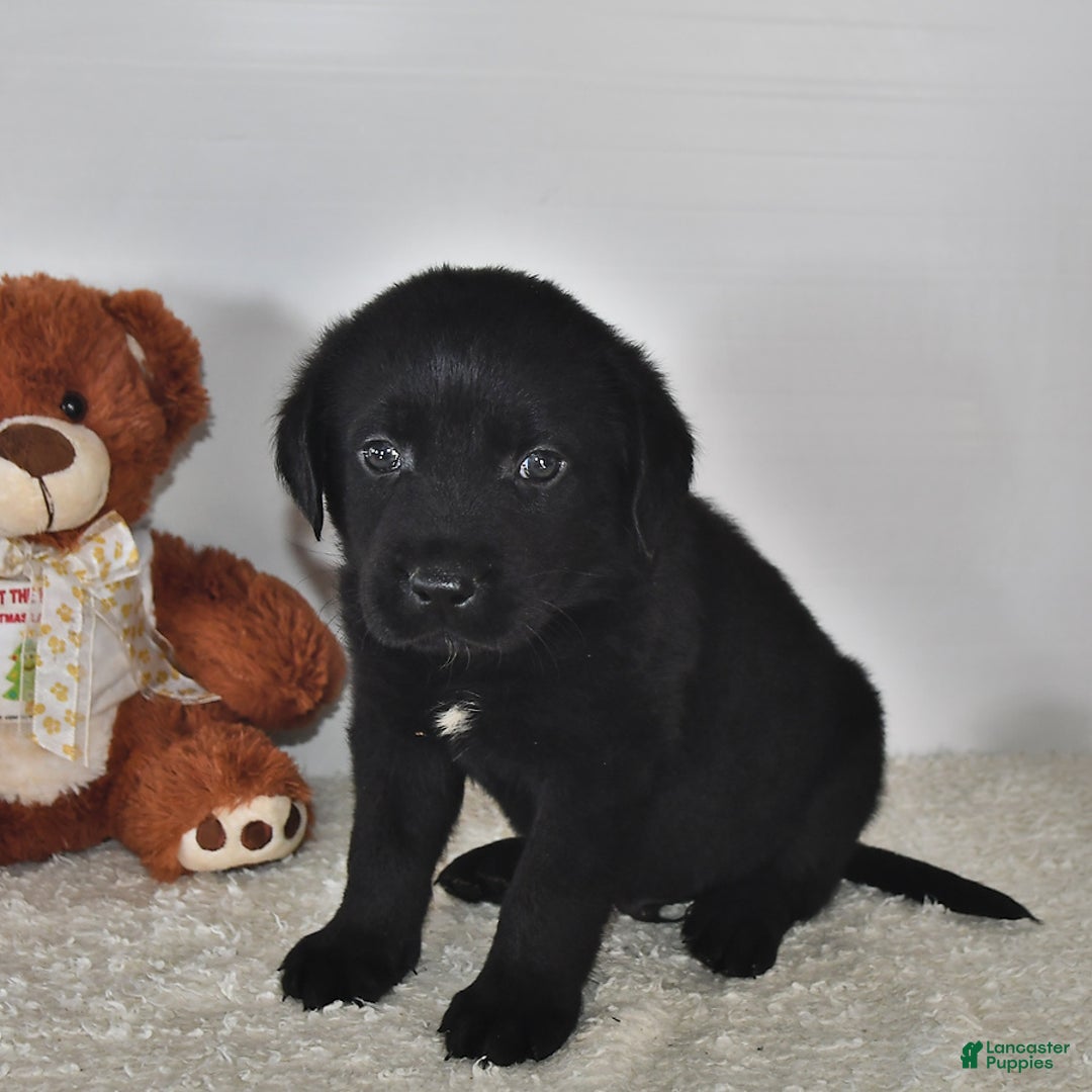 Labrador Retriever dogs for sale: Colt - Image 8