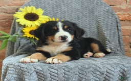 Greater Swiss Mountain Dog dogs for sale: Rambo - Image 3