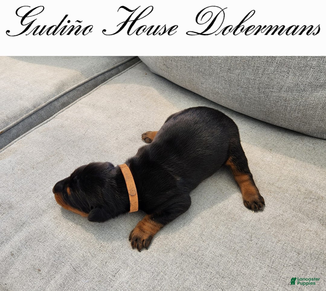 Doberman Pinscher dogs for sale: Orange Collar Female - Image 13