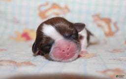 Shih Tzu dogs for sale: Anya Boy 3 - Image 6
