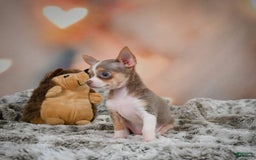 Chihuahua dogs for sale: Lola - Image 3