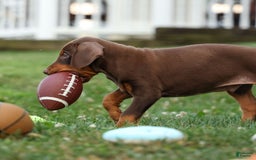 Doberman Pinscher dogs for sale: Detour - Image 1