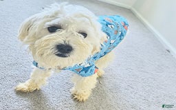 Maltipoo dogs for sale: Chadon - Image 1