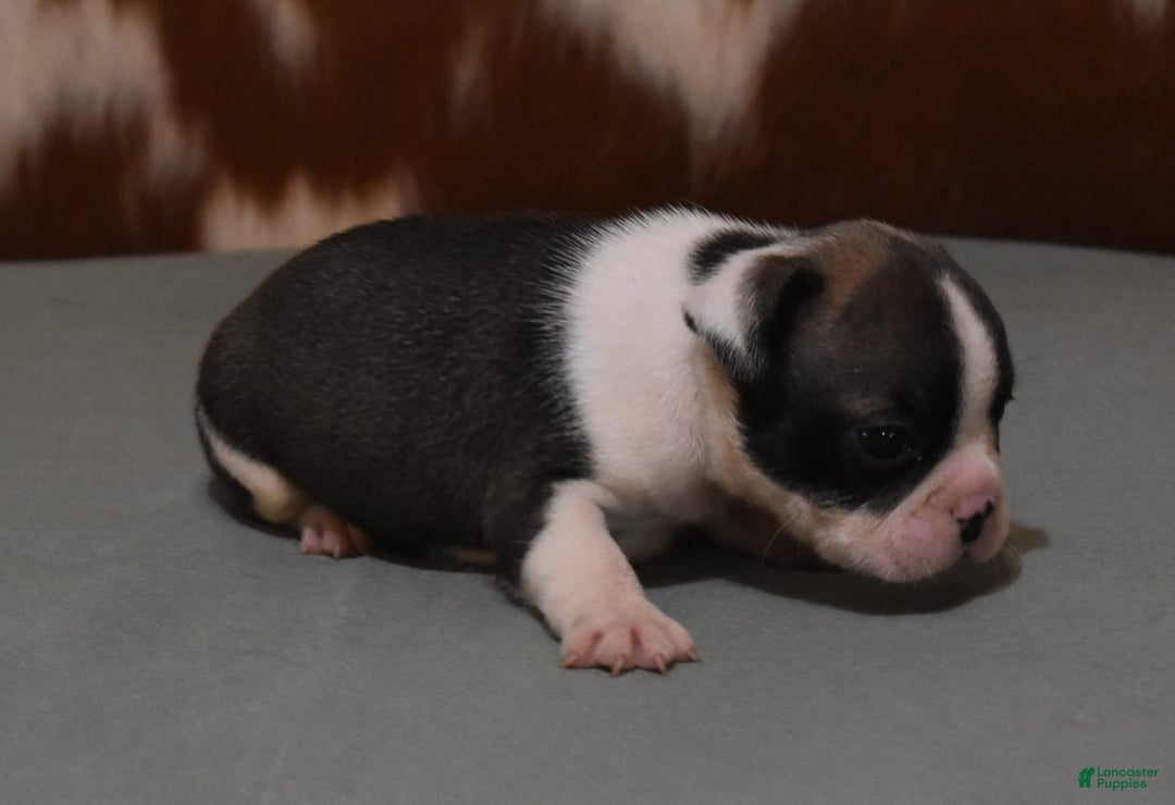 French Bulldog dogs for sale: SETH BRINDLE - Image 4