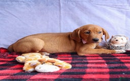 Beagle dogs for sale: Chief - Image 10