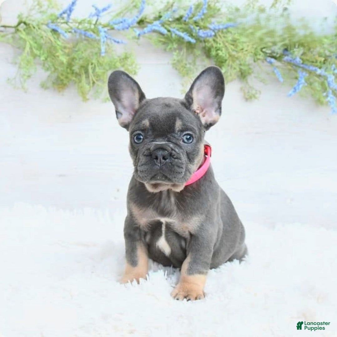 French Bulldog dogs for sale: Nibbles - Image 4
