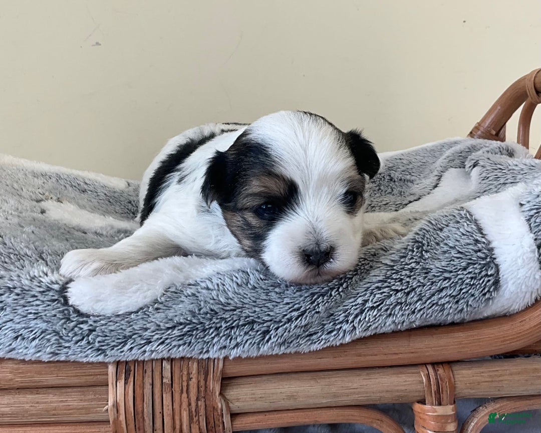 Yorkshire Terrier dogs for sale: Tess - Image 2
