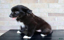Australian Shepherd dogs for sale: Tricia - Image 2