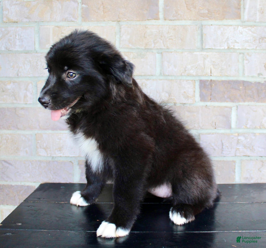 Australian Shepherd dogs for sale: Tricia - Image 2