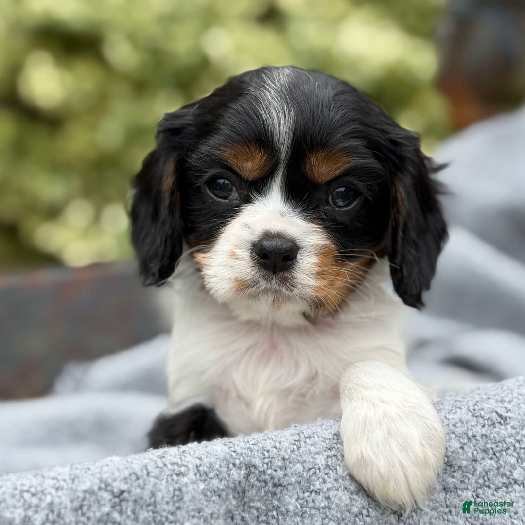 Cavalier King Charles Spaniel dogs for sale: Cody - Image 1