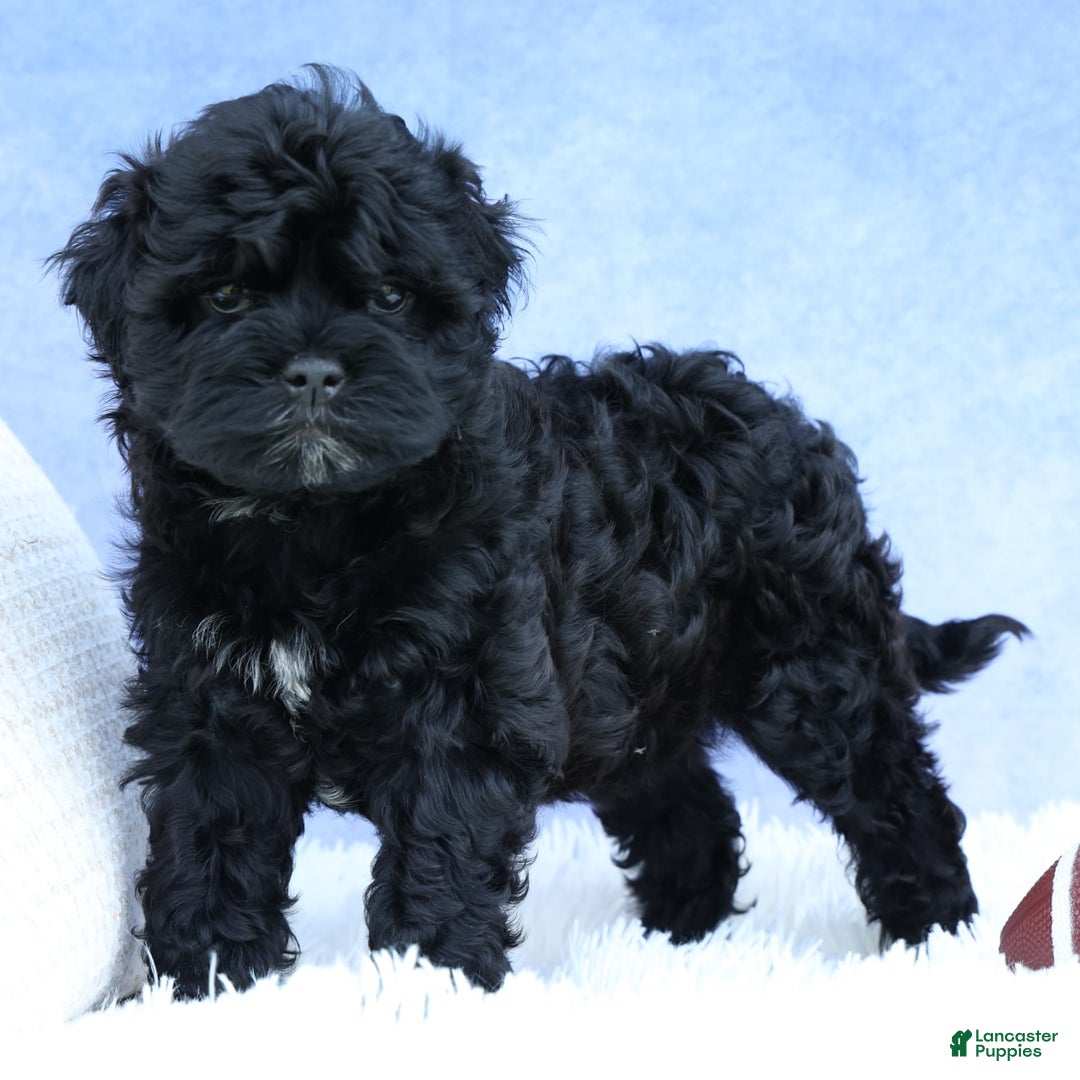 Shihpoo dogs for sale: Kia - Image 4