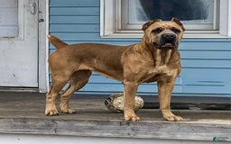 Cane Corso dogs for sale: Fomentino Female 1 - Image 3