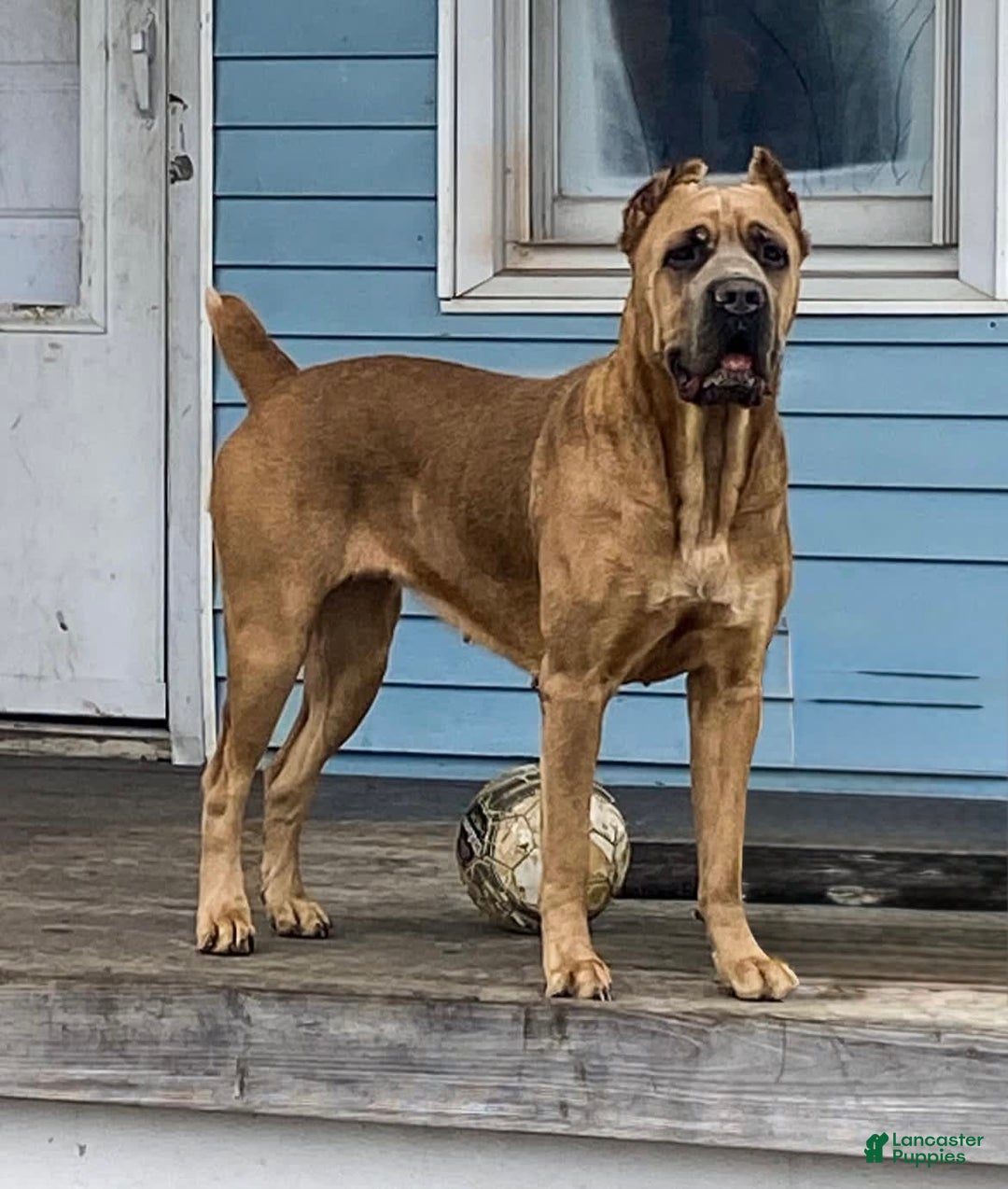 Cane Corso dogs for sale: Fomentino Female 1 - Image 3