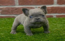 French Bulldog dogs for sale: Lilly - Image 7