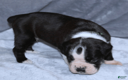 Boxer dogs for sale: Green Collar Male - Image 3