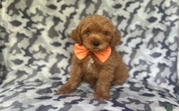 Cockapoo dogs for sale: Niko - Image 4