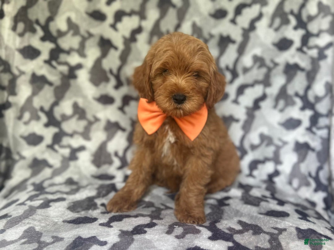 Cockapoo dogs for sale: Niko - Image 4