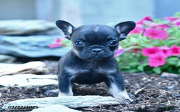 French Bulldog dogs for sale: Lola - Image 3