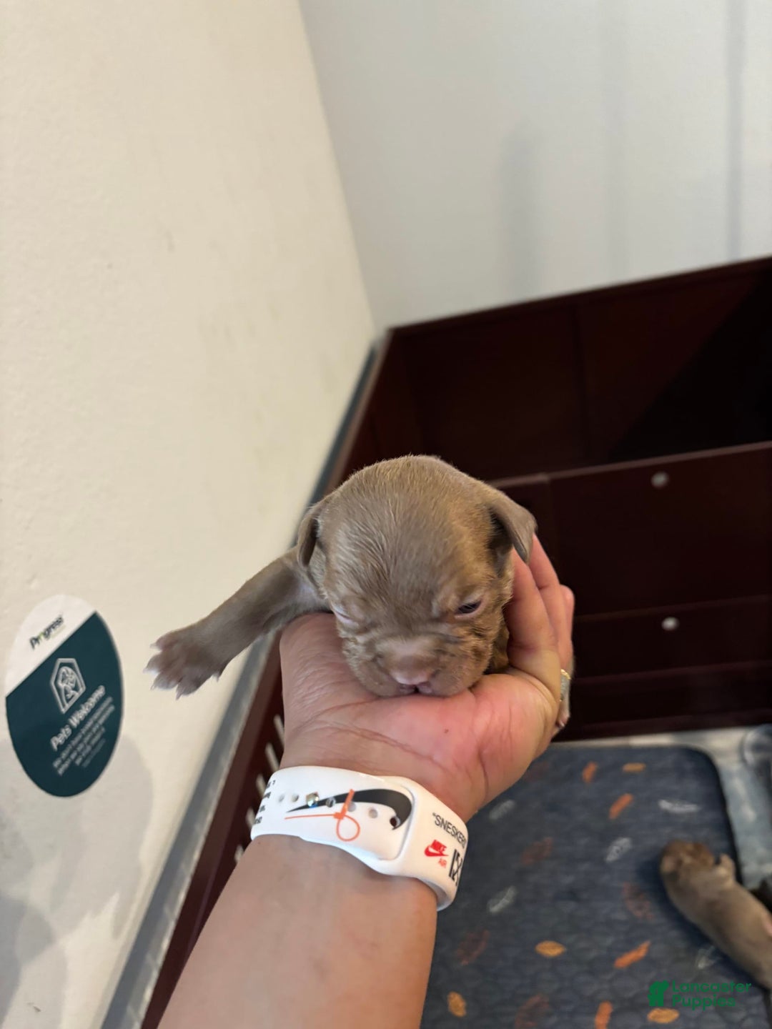 French Bulldog dogs for sale: Rajahie - Image 6