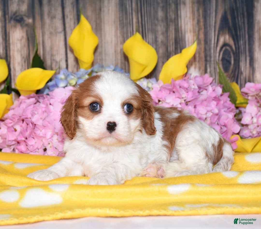 Cavalier King Charles Spaniel dogs for sale: Tarrace - Image 3