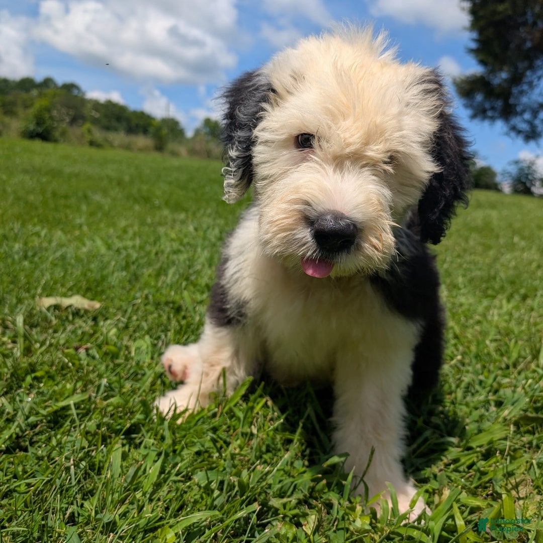 Old English Sheepdog dogs for sale: Fluffy - Image 14