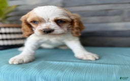 Cocker Spaniel dogs for sale: Twila - Image 13