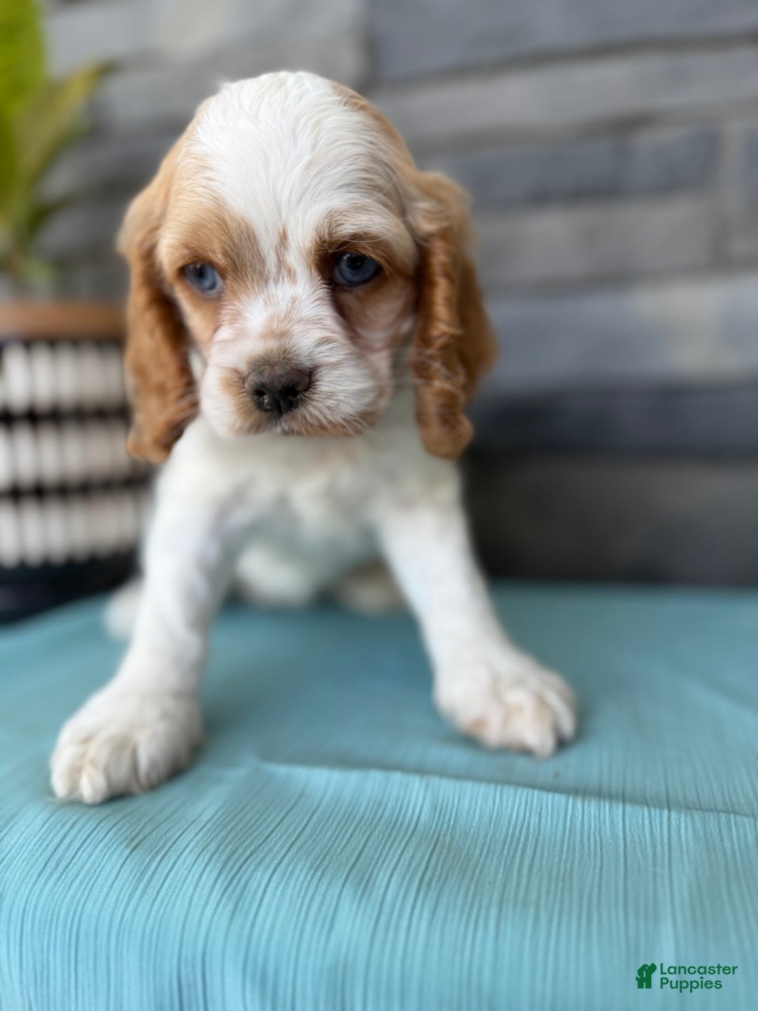 Cocker Spaniel dogs for sale: Twila - Image 13