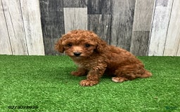 Miniature Poodle dogs for sale: Carol - Image 1