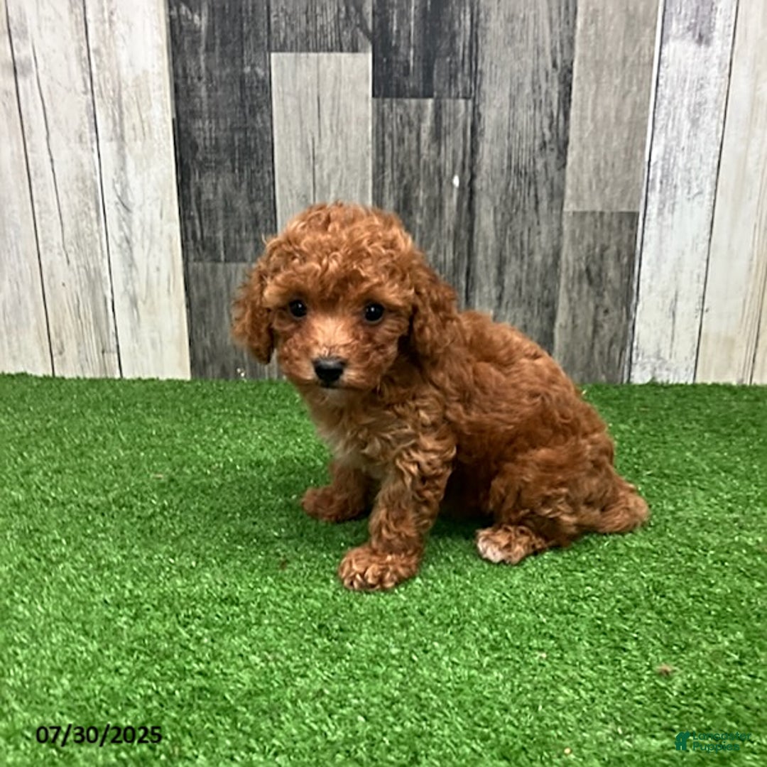 Miniature Poodle dogs for sale: Carol - Image 1