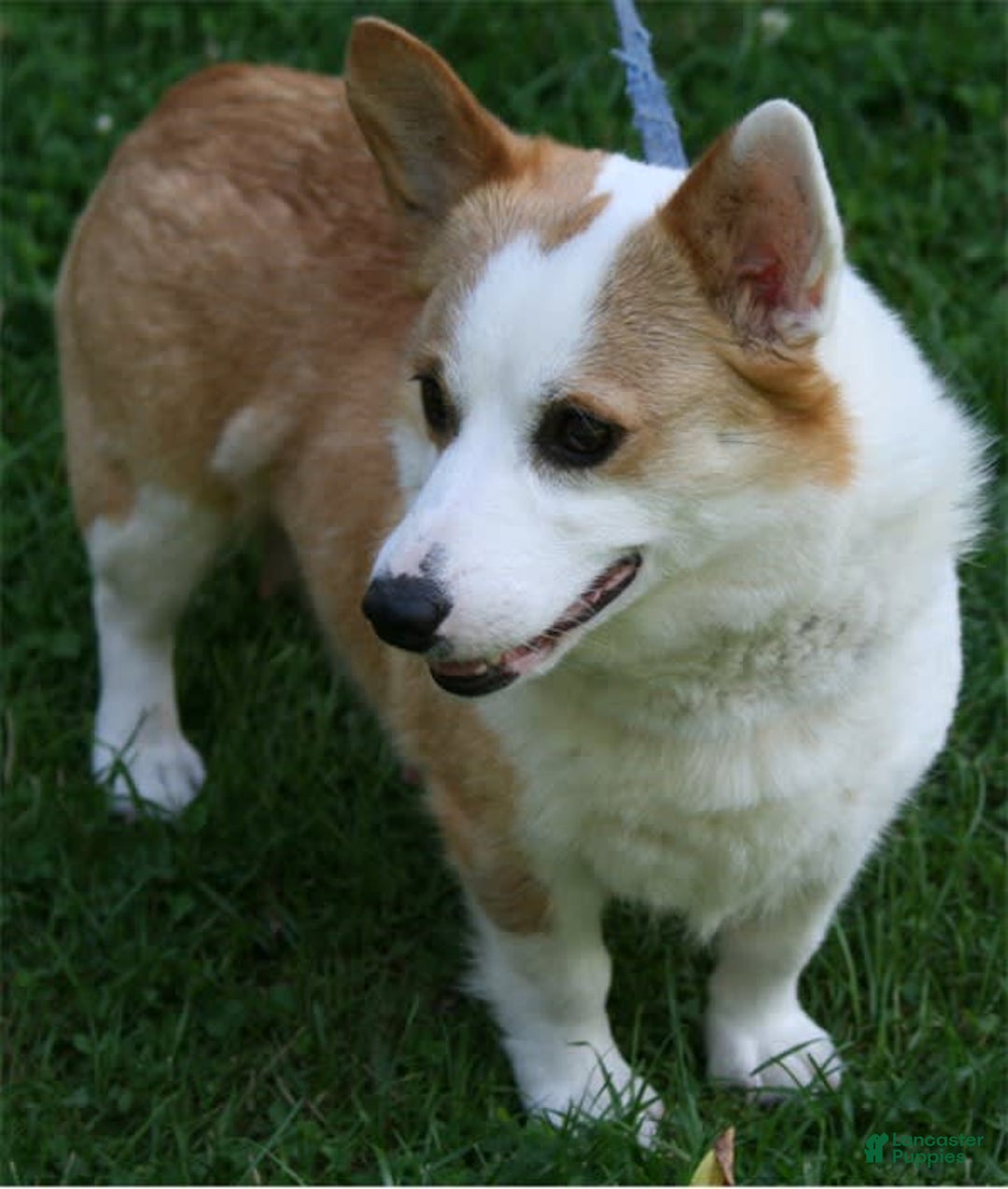 Welsh Corgi Pembroke dogs for sale: Puppy 5 - Image 4
