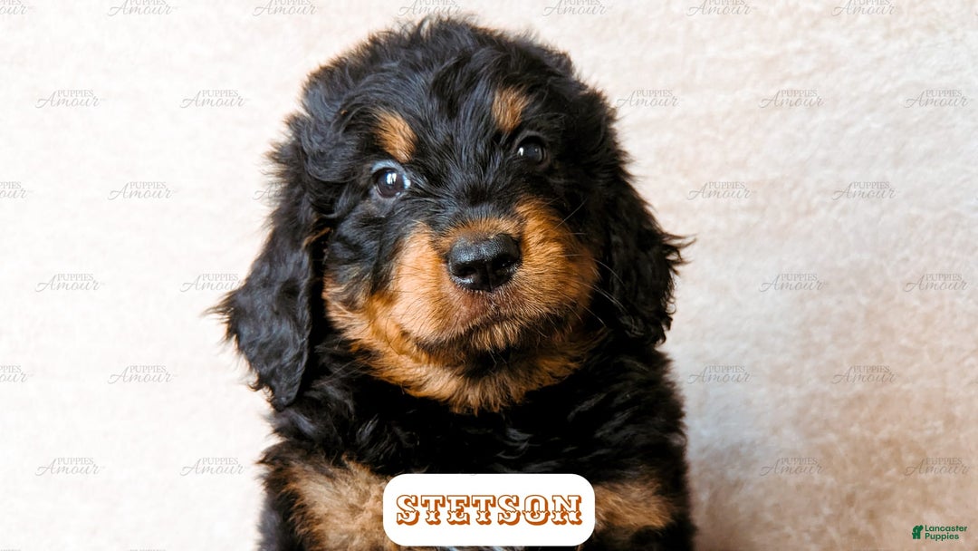 Bernedoodle dogs for sale: Stetson - Image 7