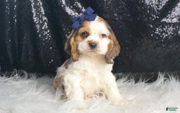 Cocker Spaniel dogs for sale: Lucky - Image 4