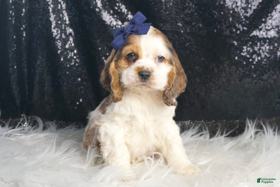 Cocker Spaniel dogs for sale: Lucky - Image 4