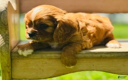 Cavalier King Charles Spaniel dogs for sale: Carl - Image 2