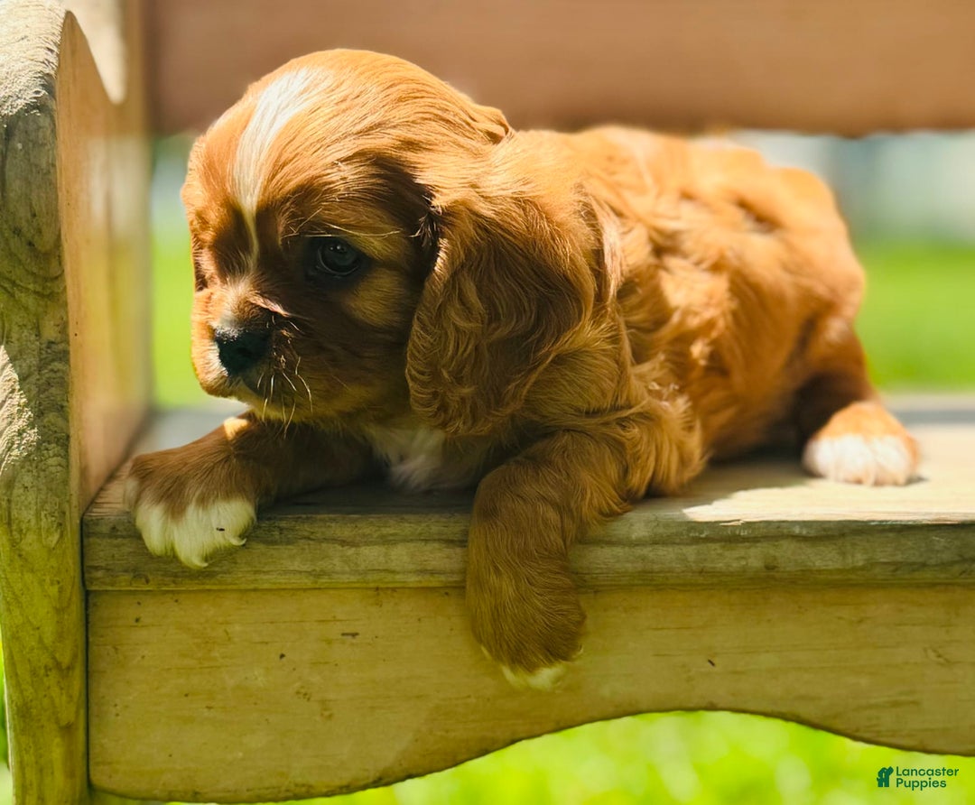 Cavalier King Charles Spaniel dogs for sale: Carl - Image 2