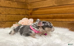 French Bulldog dogs for sale: Remi - Image 4