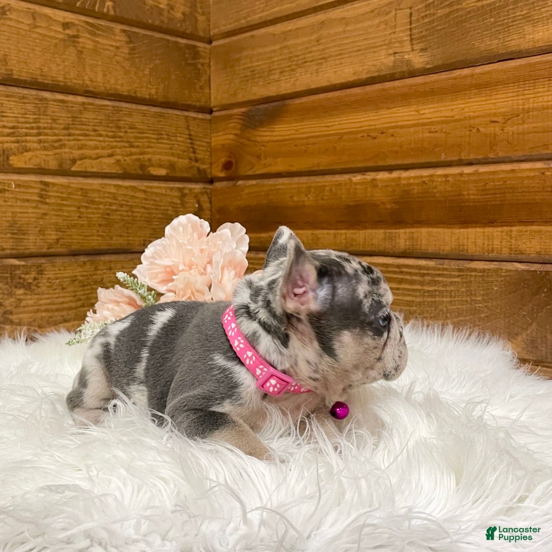 French Bulldog dogs for sale: Remi - Image 4
