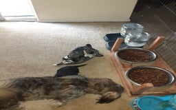 Shih Tzu dogs for sale: G Baby - Image 8