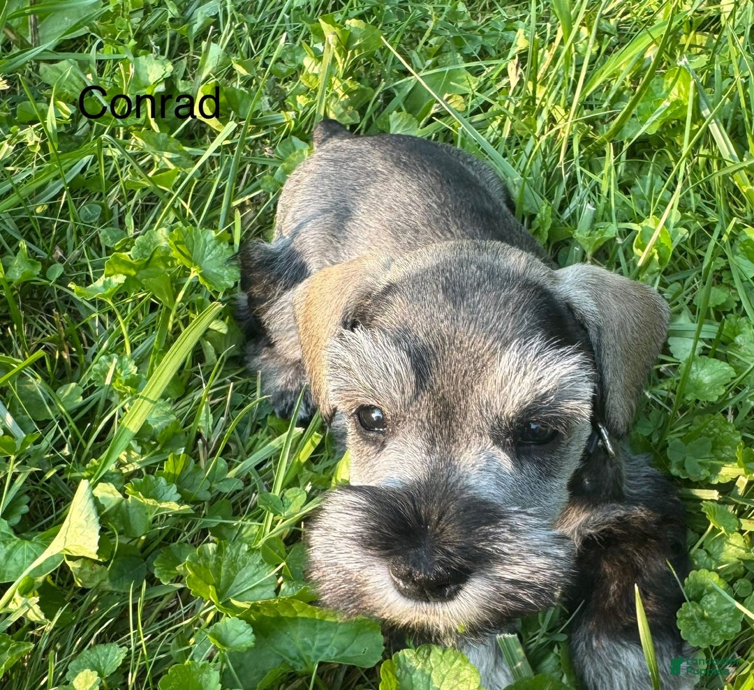 Miniature Schnauzer dogs for sale: Miniature Schnauzer 6 puppies - Image 3