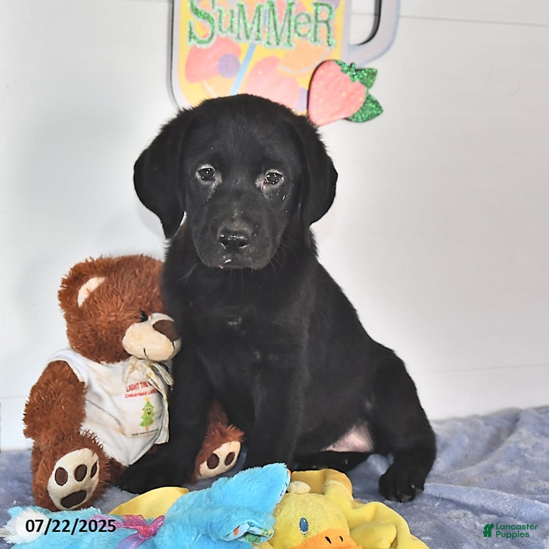 Labrador Retriever dogs for sale: Chloe - Image 6