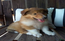 Collie dogs for sale: Buttercup - Image 5