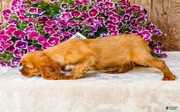 Cavalier King Charles Spaniel dogs for sale: Nicky - Image 15