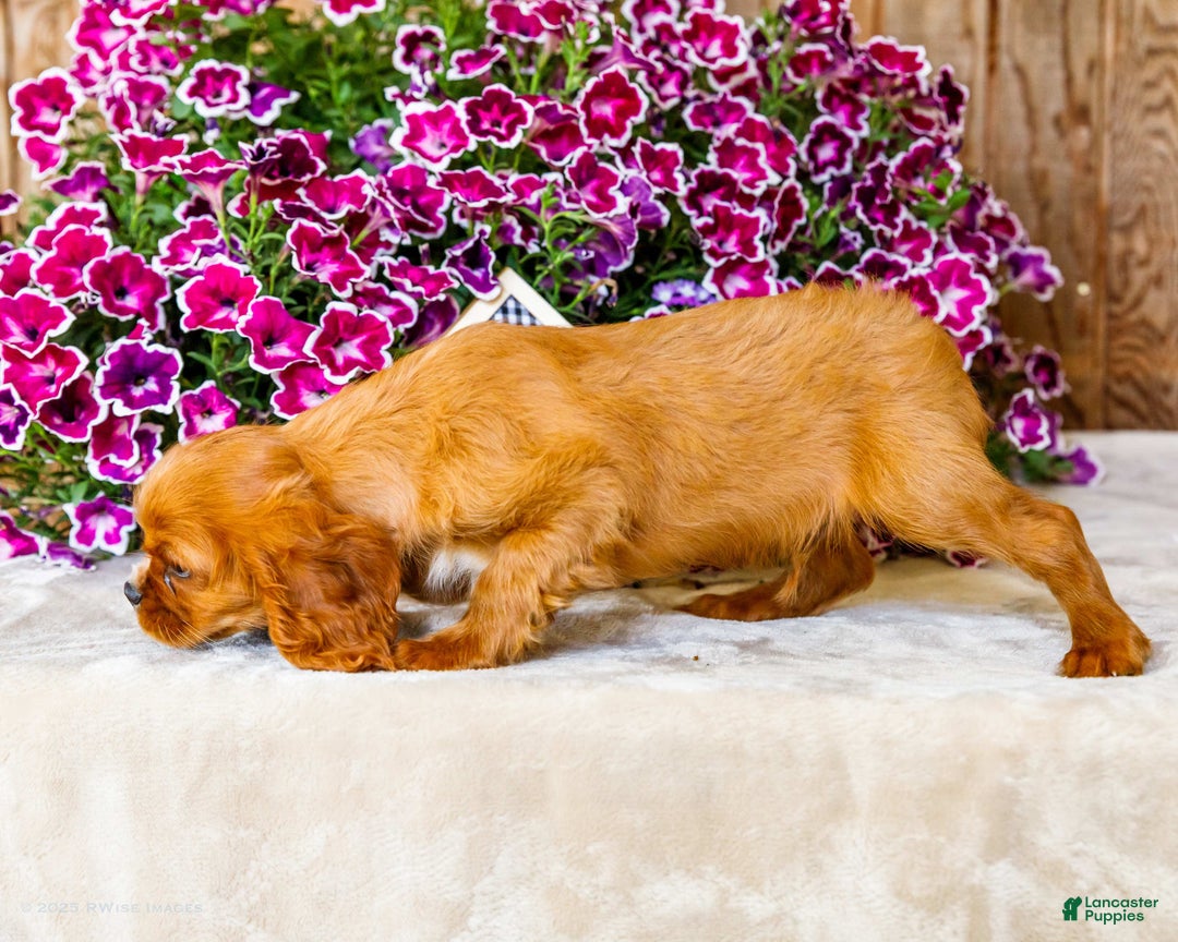 Cavalier King Charles Spaniel dogs for sale: Nicky - Image 15