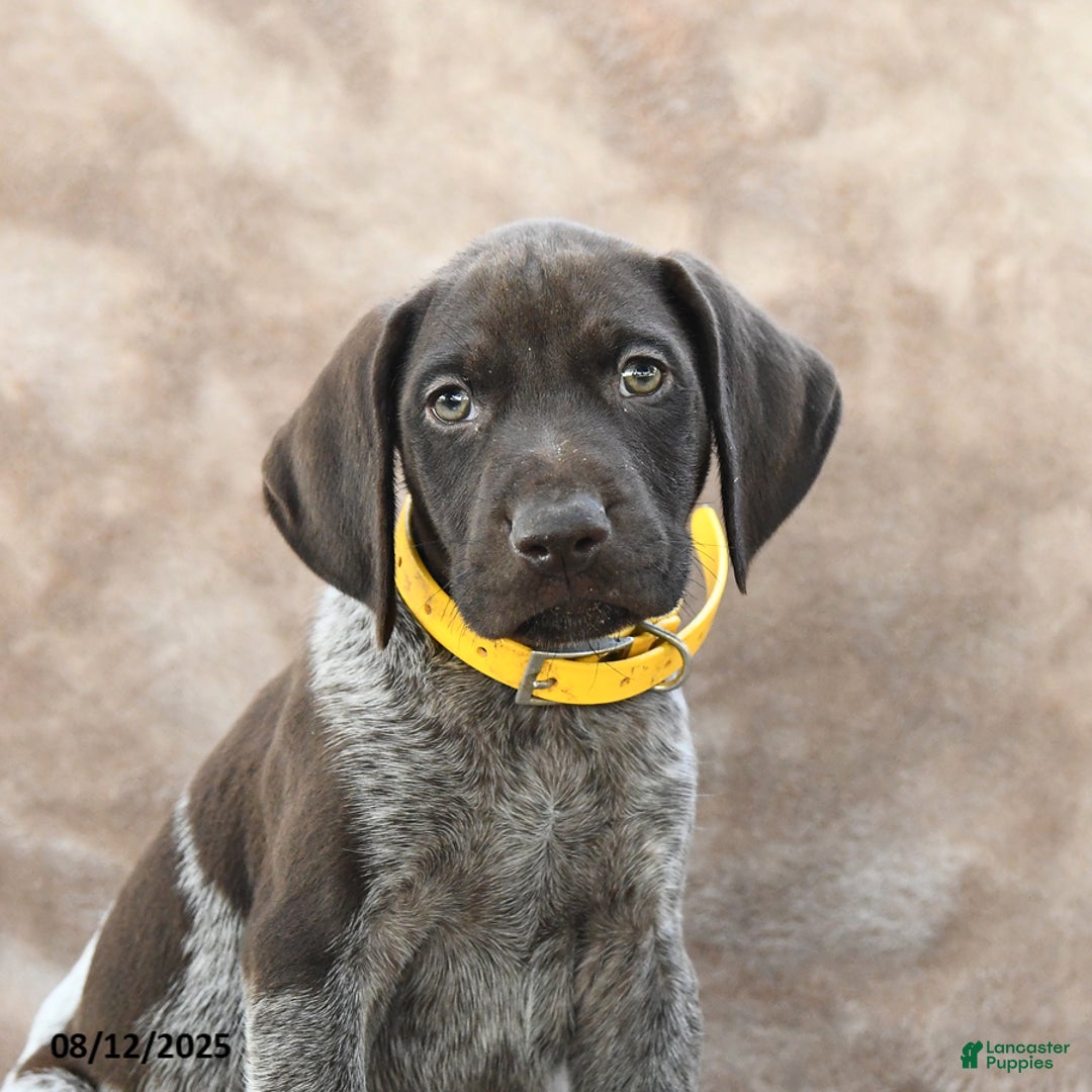 German Shorthaired Pointer dogs for sale: Erie - Image 2